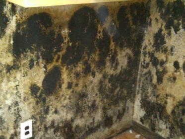 Black Mold in Basement